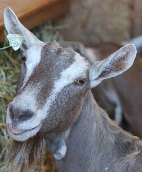 A goat smiling at the camera