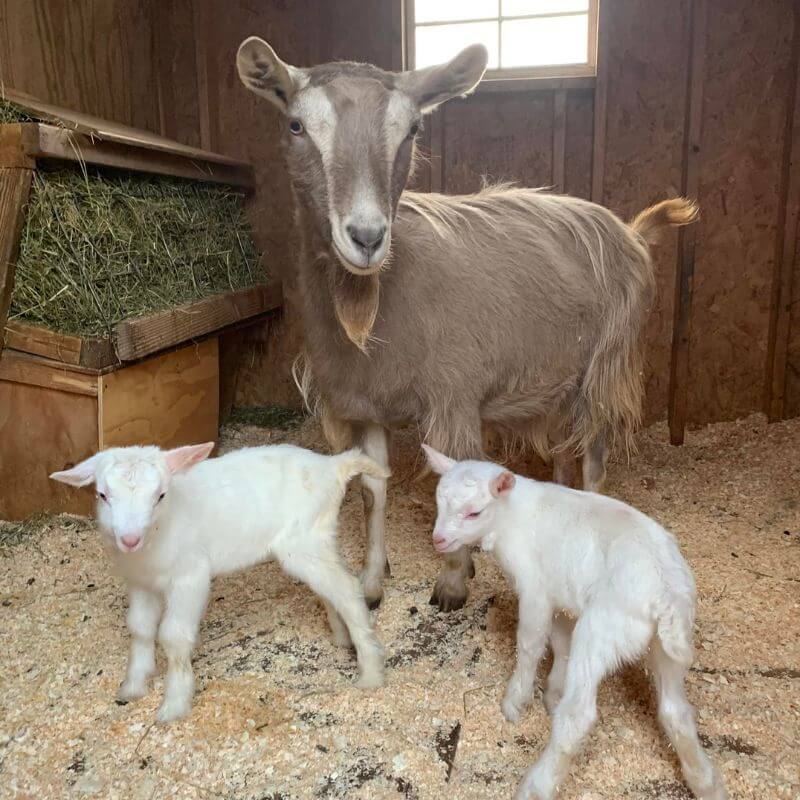 Goat Family