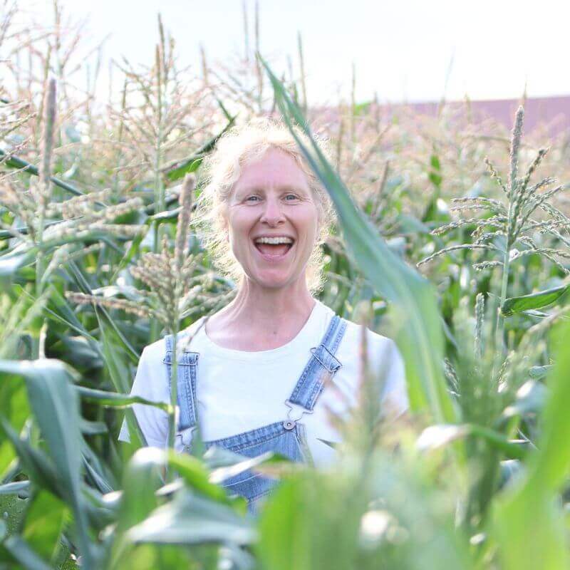 Volunteer in corn field
