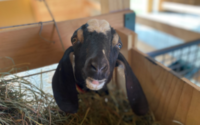 Meet Hans Solo, aka Hansie, the Newest Farm Resident