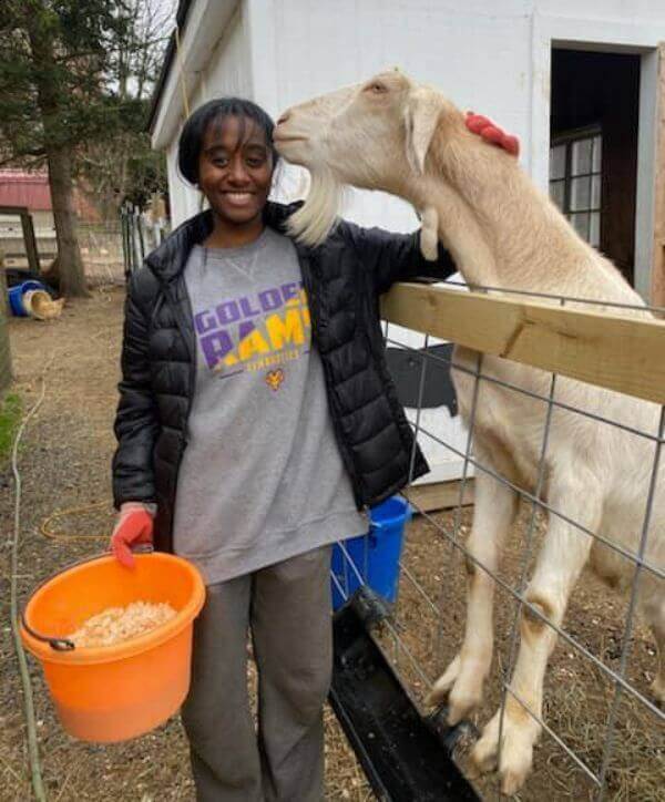 A volunteer feeding a goat