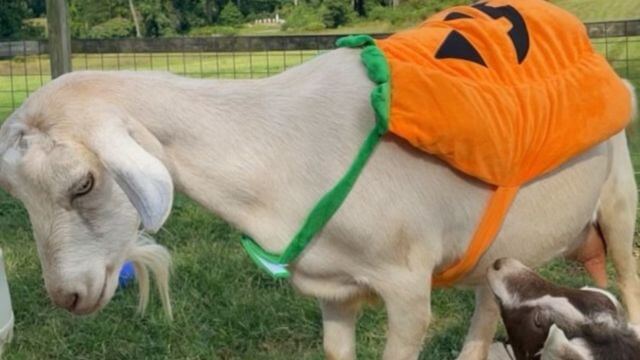 Goat in a halloween costume